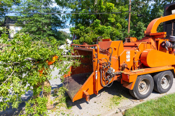 Professional Tree Service in Brandermill, VA